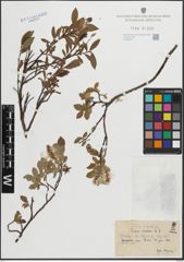 Foto von Salix hastata L.
